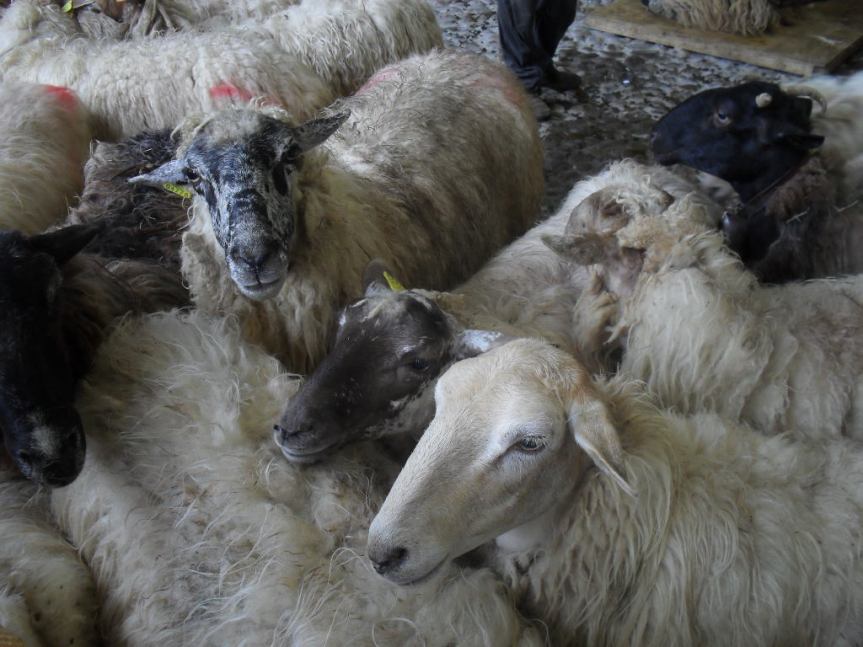 Día de la oveja Latxa en Arrieta, Bizkaya – Latxa-Sheep Day in Arrieta, Bizkaya