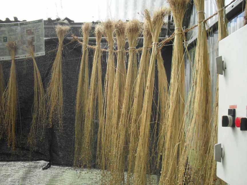 Desgranado del lino – Deseeding of the flax