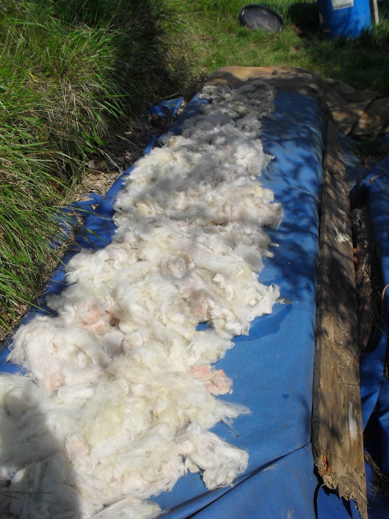 Lavar lana con el método de fermentación – Washing wool with the Fermented Suint-Method